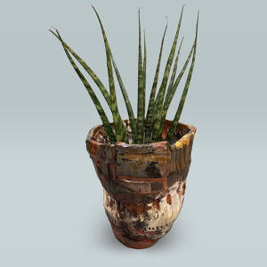 cactus pot