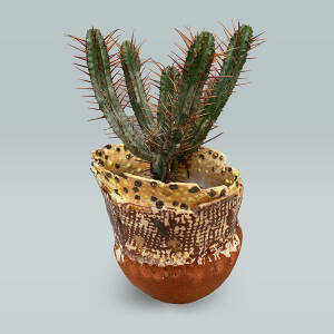 cactus pot
