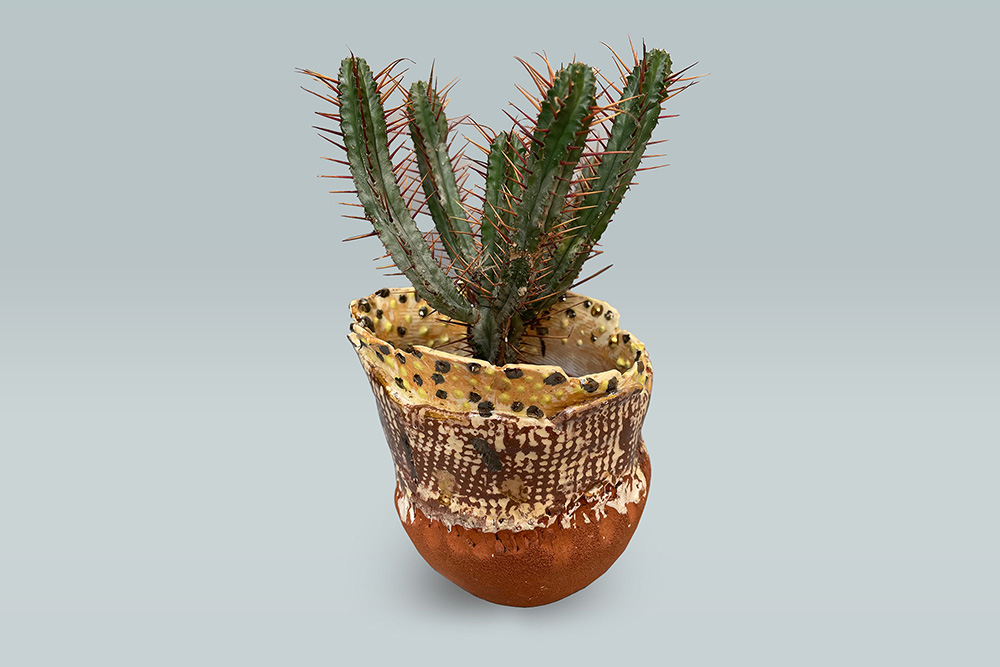 cactus pot