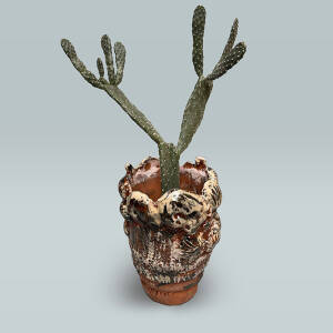 cactus pot